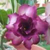 rosacastro245
